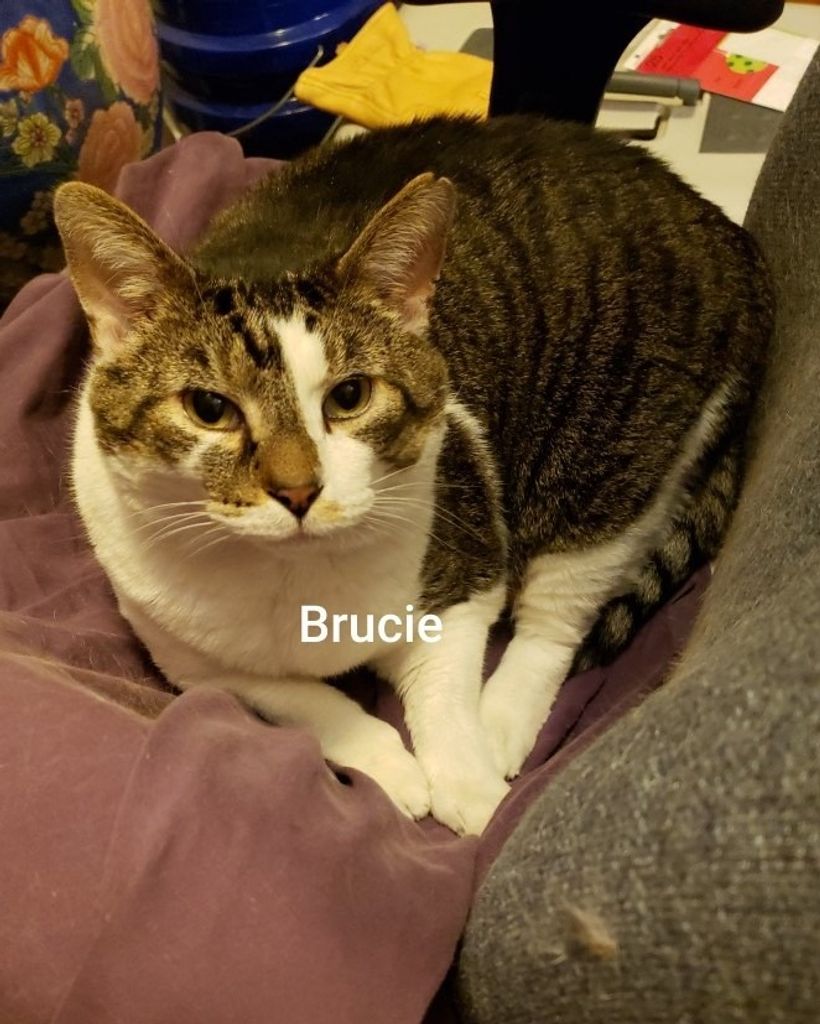 Brucie Whisnant