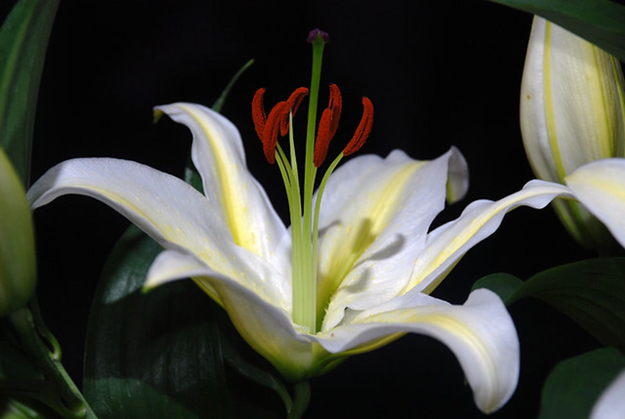 Cover photo for Wendy Daniels's Obituary