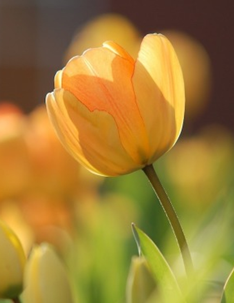 Genny (Stagnolia) Heatherly Profile Photo