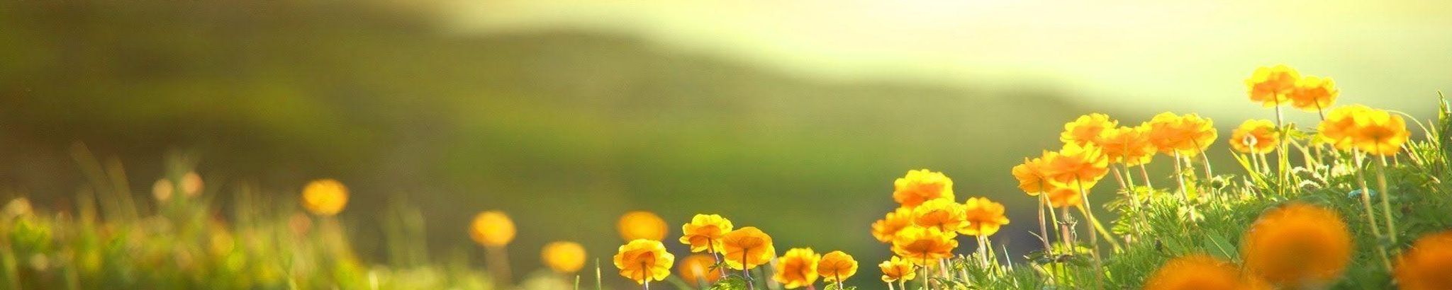 Cover for Roxie Morales's Obituary