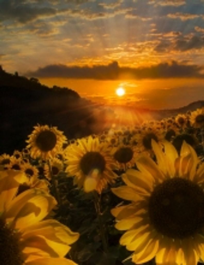 August  Michael  Watkins