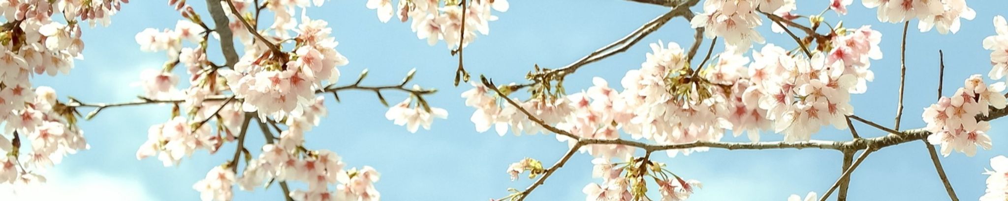 Cover photo for David Witherspoon's Obituary