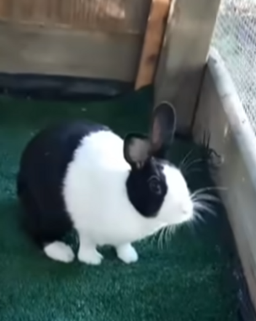 Bunny Bea Barnum