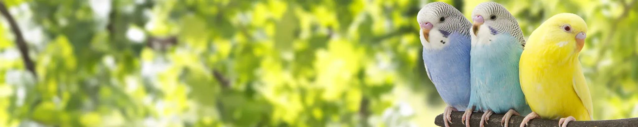 Cover for James Michael Battaglia's Obituary