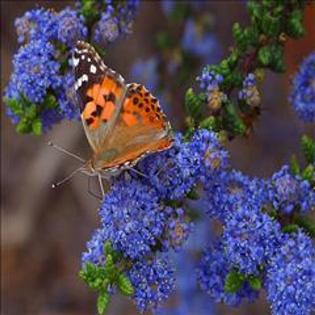 Susan L. Andrews Profile Photo