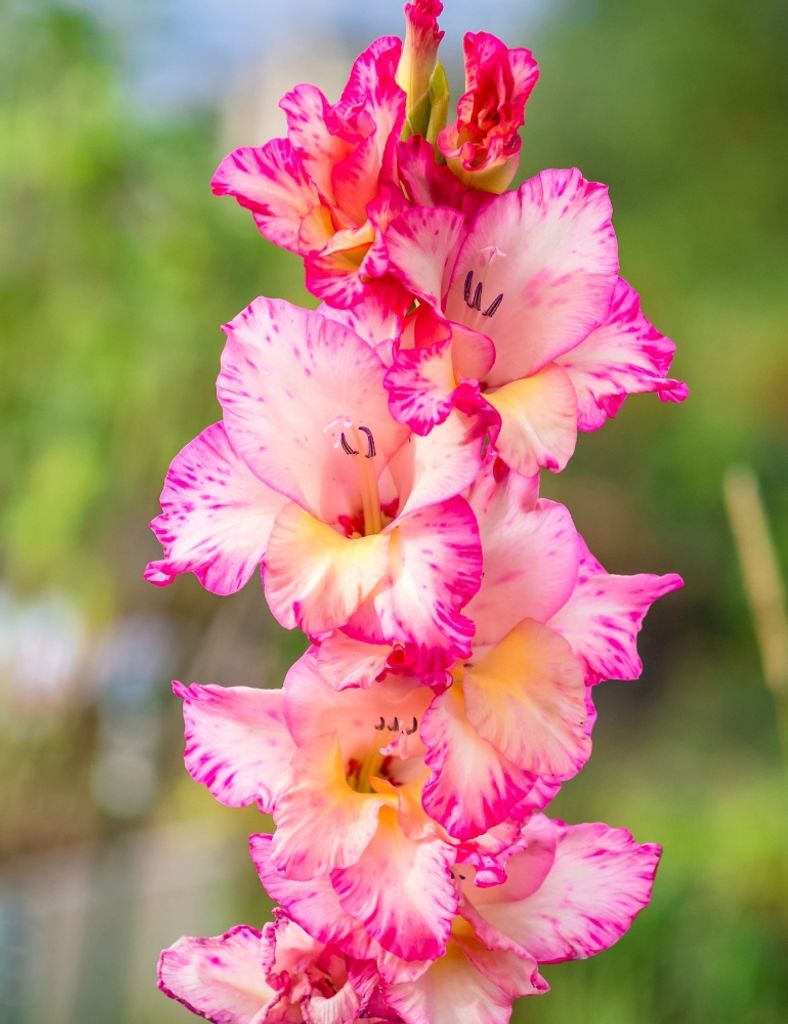 Sheila Pittman Czornij Profile Photo