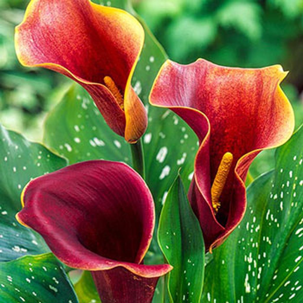 Karen Elaine Seckler