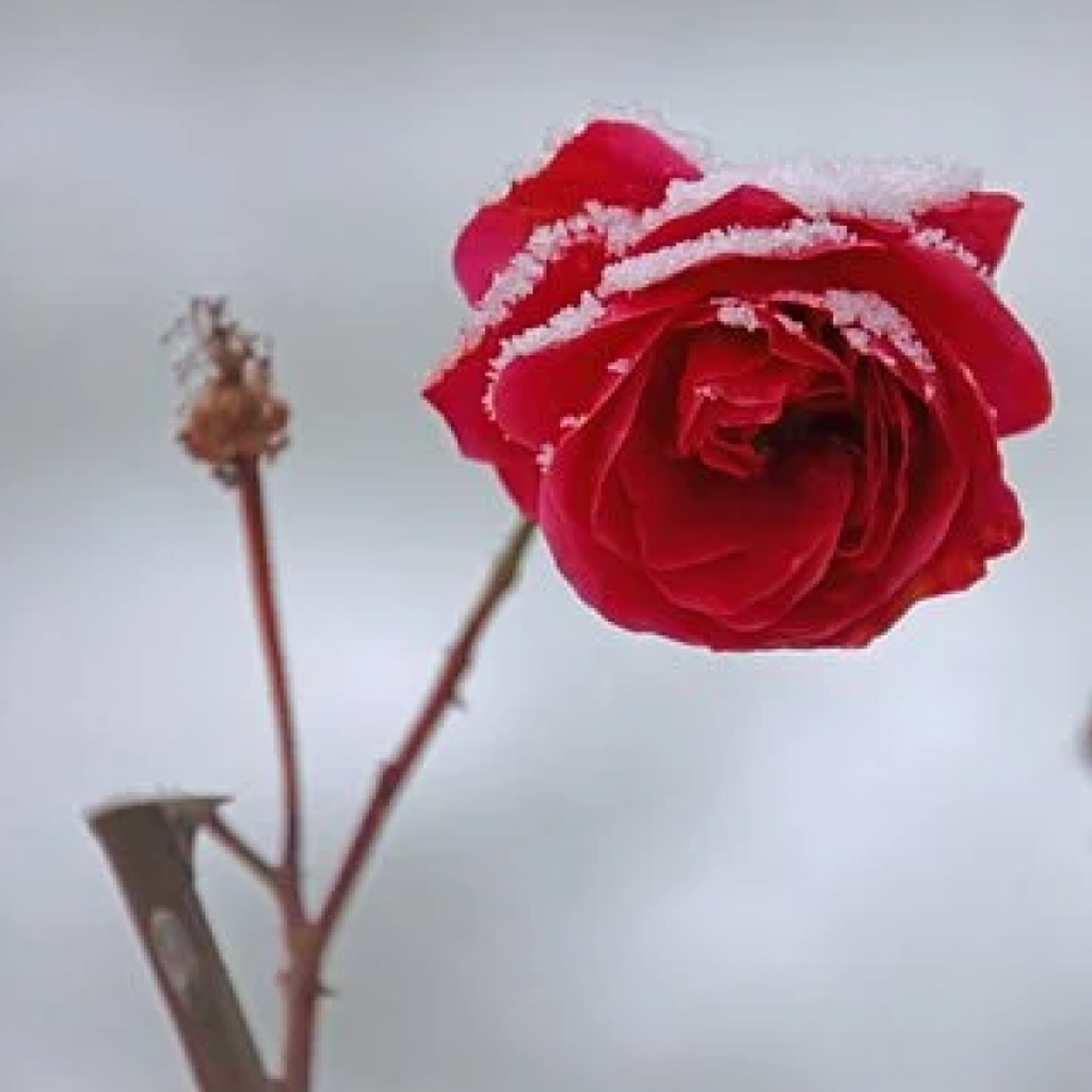 Margaret M. Burke Profile Photo