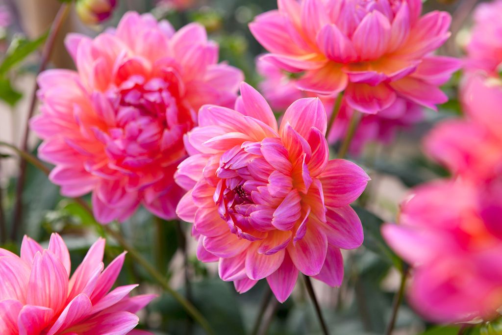 Rosa Estupinan Profile Photo