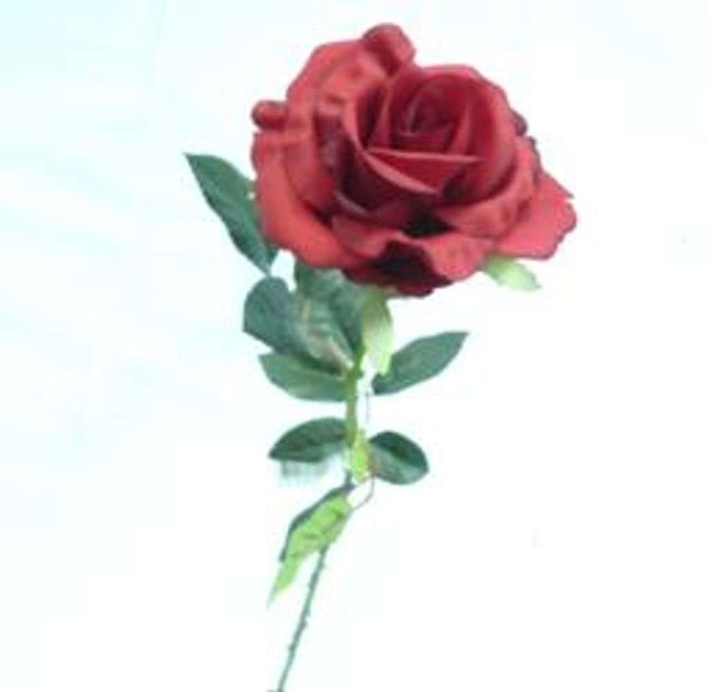 Mary Lou Diebolt Profile Photo