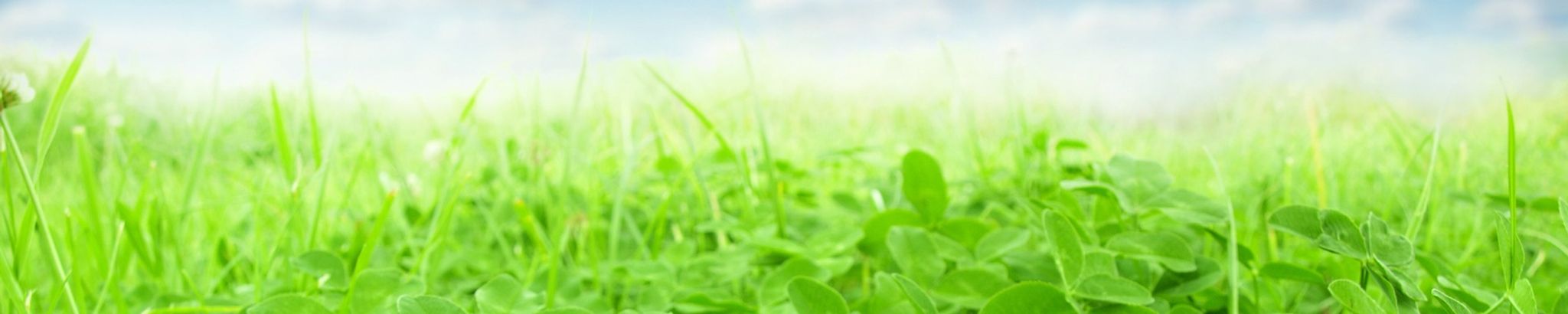 Cover for Mary Anne Sears's Obituary