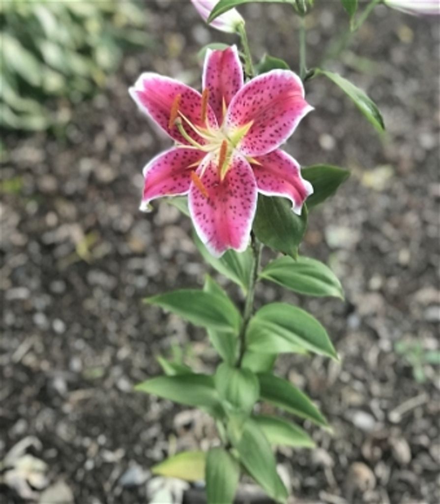 Catherine Velma Lykens Profile Photo