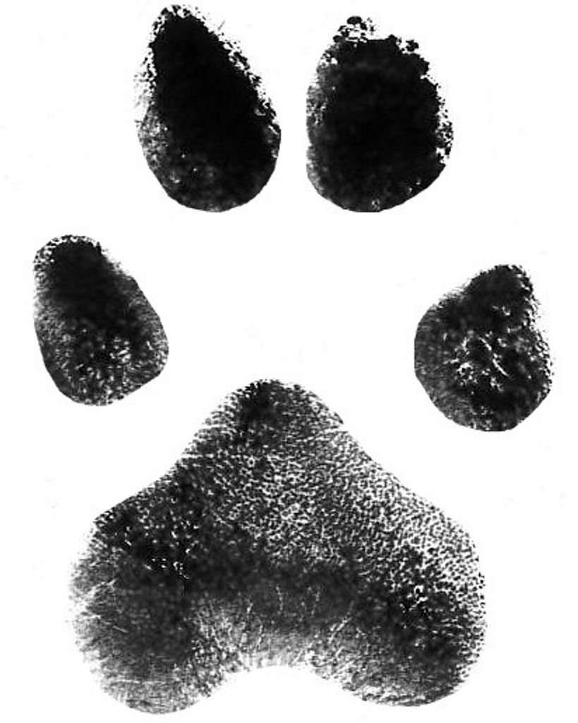 Duke Sigmon Profile Photo