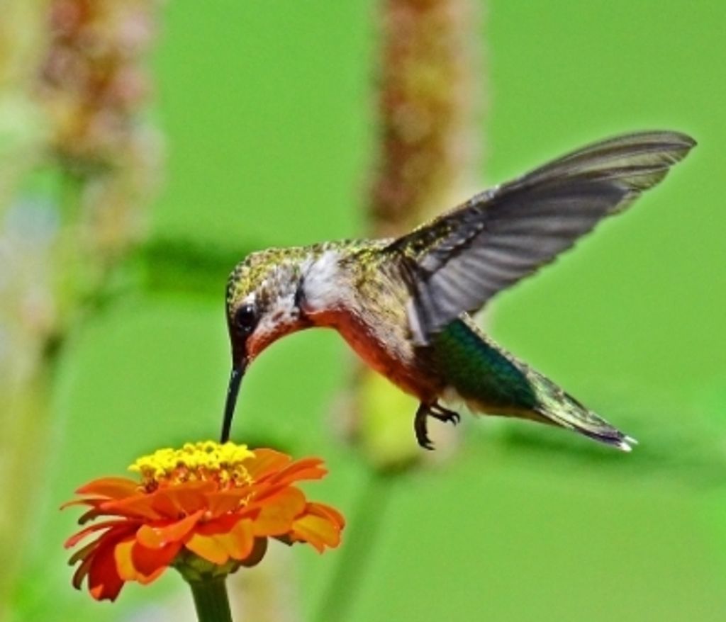 Elaine Williams Profile Photo