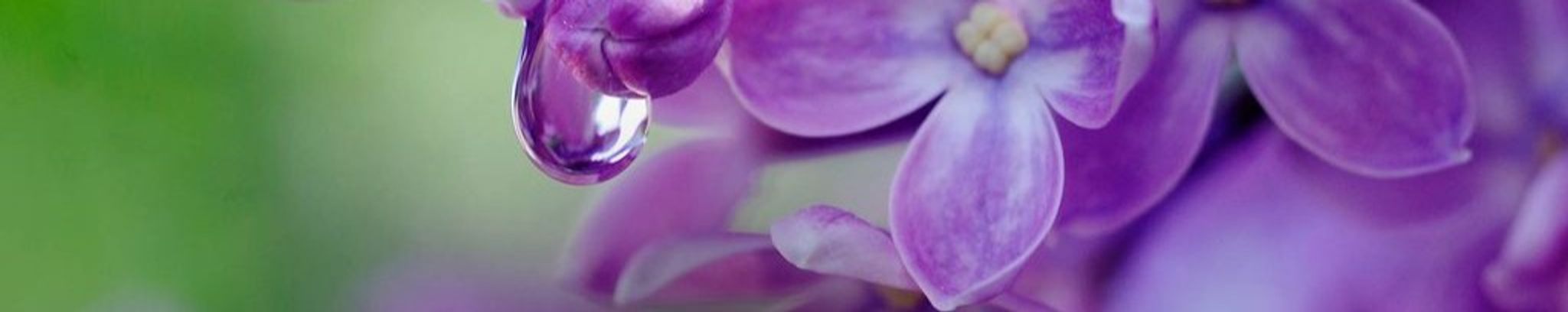 Cover photo for Dayna Roberts Philbeck's Obituary