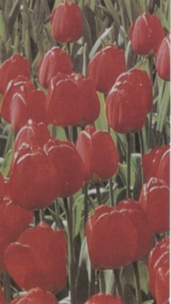 Barbara Holden Profile Photo