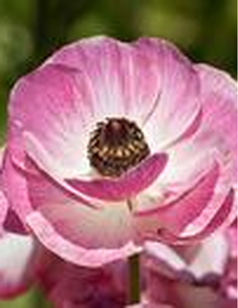 Darlene Turner Skidmore