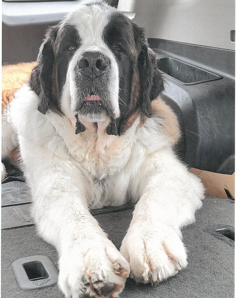 Sergeant "Sarge" Bentley Profile Photo