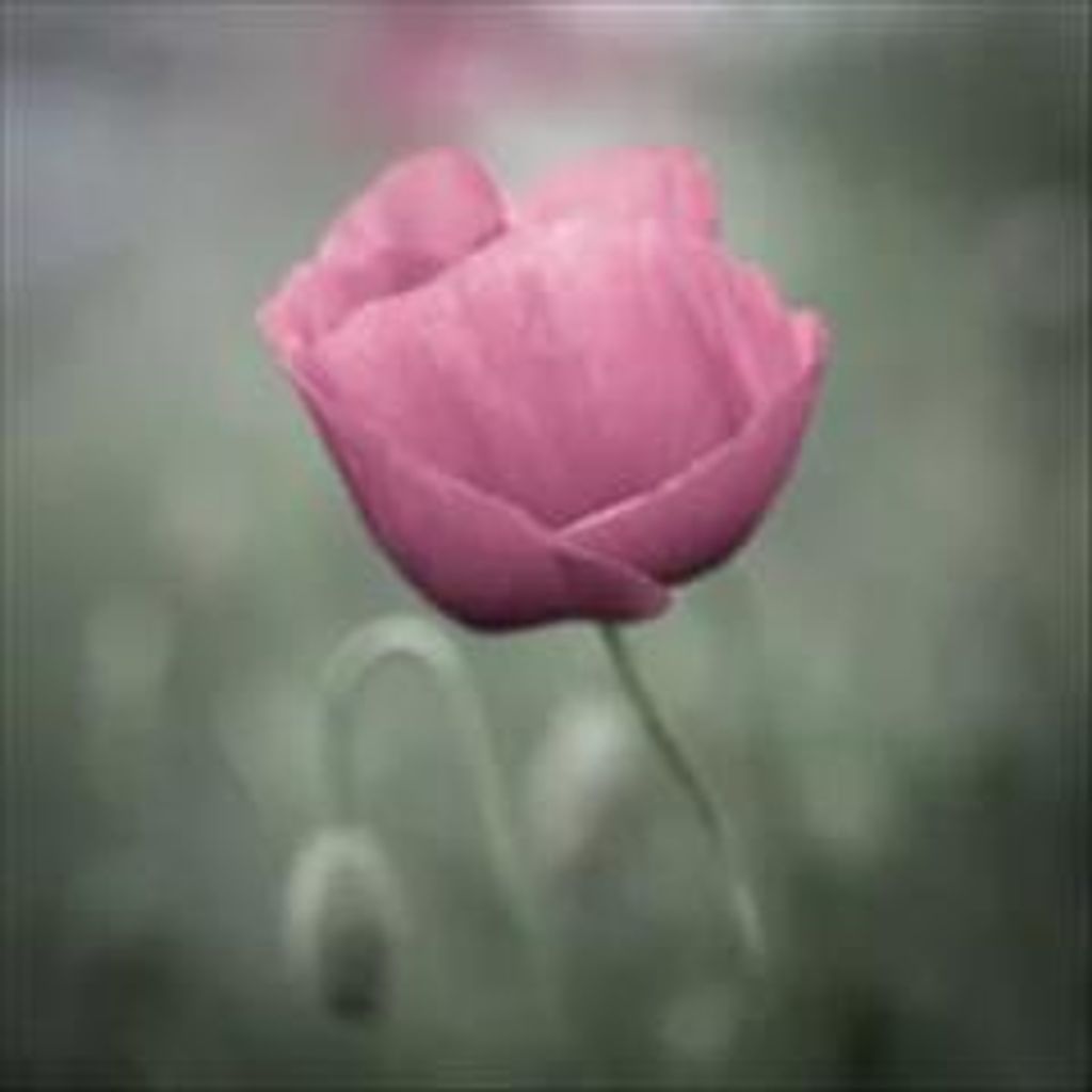 Betty Joy Cothern Profile Photo