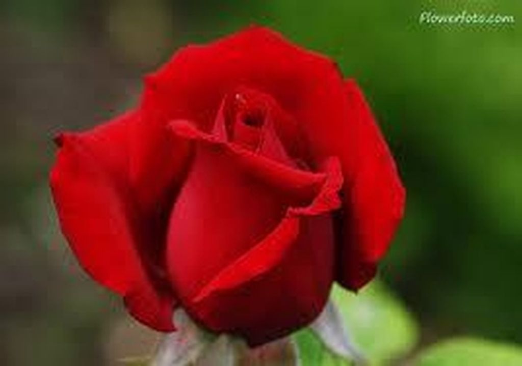 Ken Benning Profile Photo