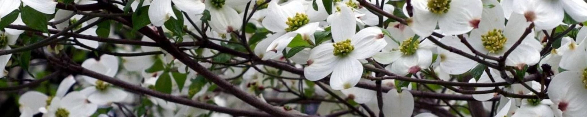 Cover photo for Sharon K. Hatch's Obituary