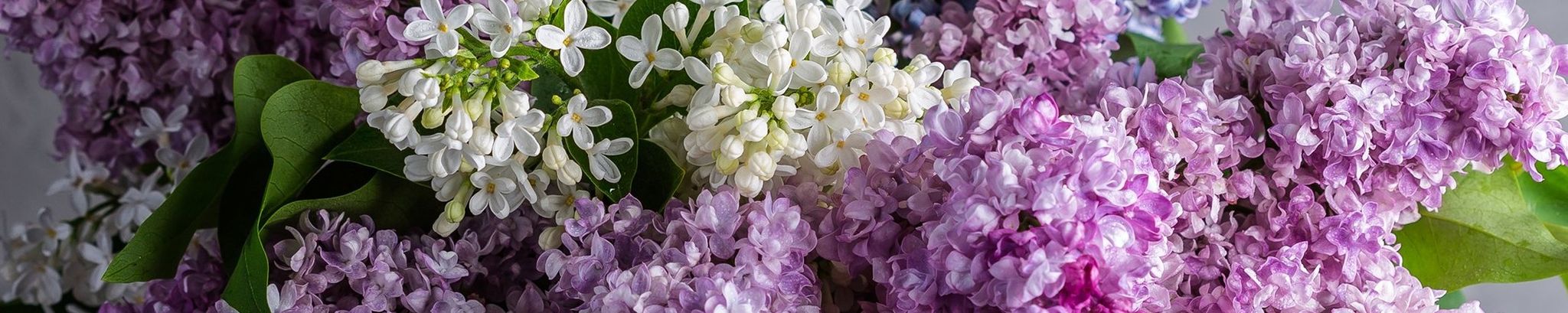 Cover photo for Karen Kay Speas's Obituary