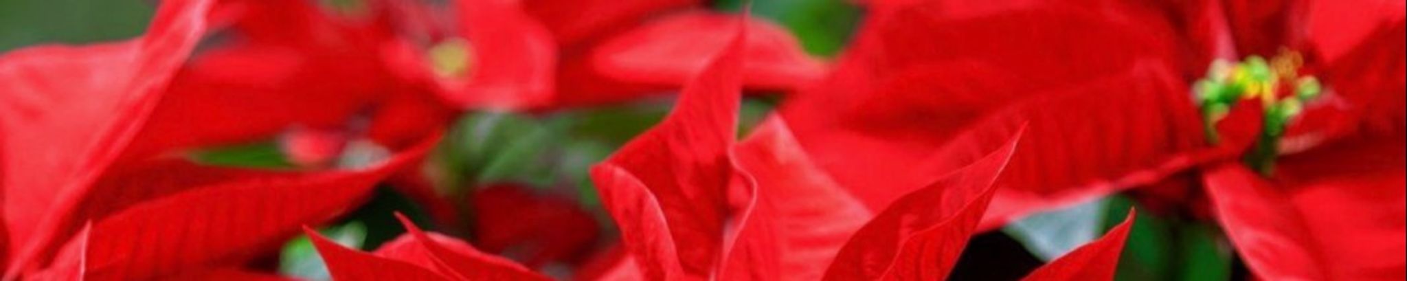 Cover photo for DeAnne Tyner's Obituary