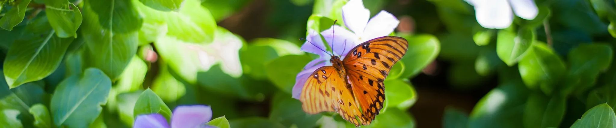 Cover photo for Joan Delores Sweeney's Obituary