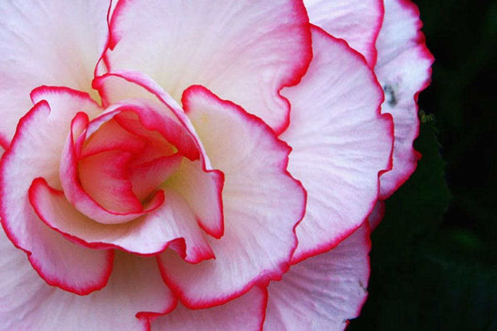 Ruth Anne Thomas Profile Photo