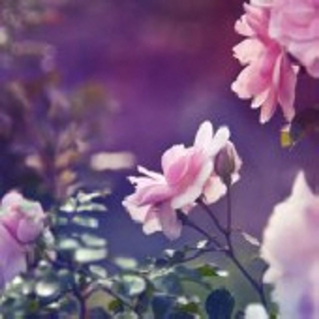 Virginia Crowell Heckford