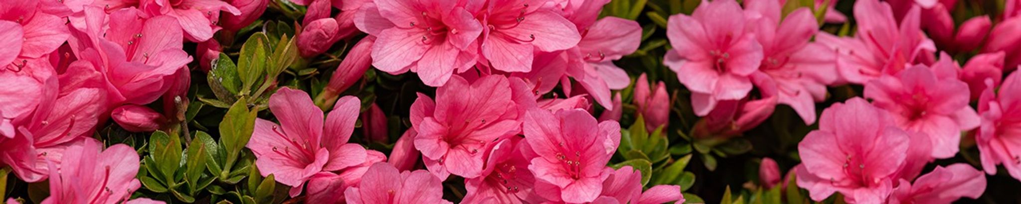 Cover for Wendie Harwell's Obituary