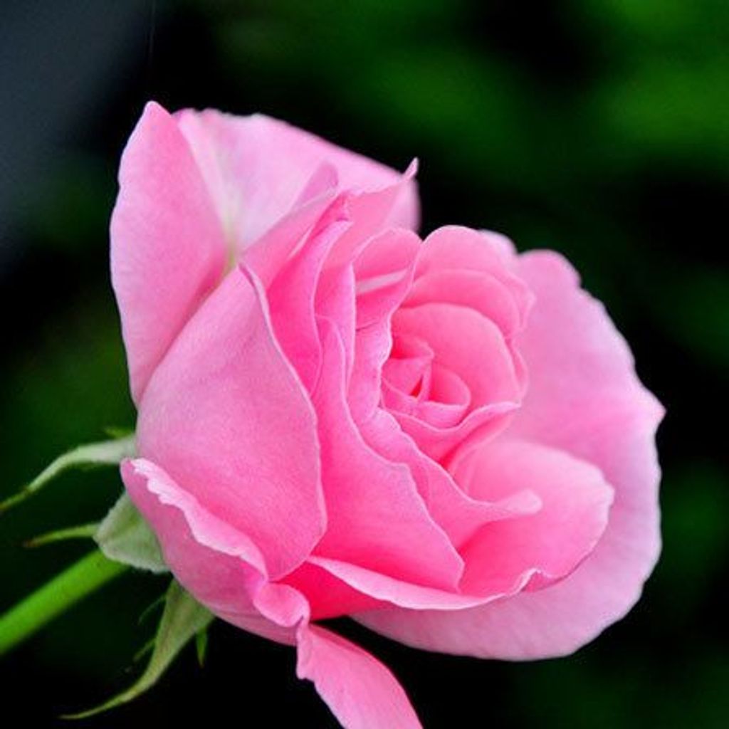 Mrs. Roseann B. (Wye) Pavlick Profile Photo
