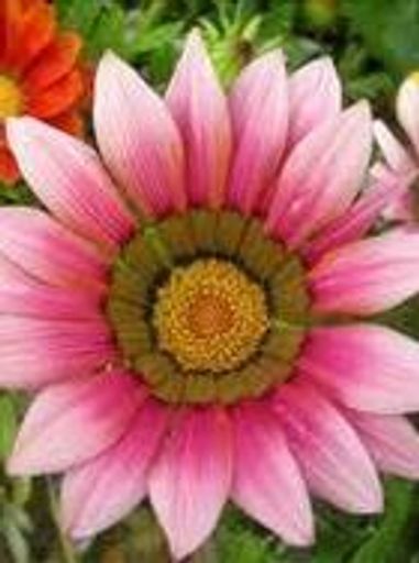 Adele (Cewe)  Longfield Profile Photo