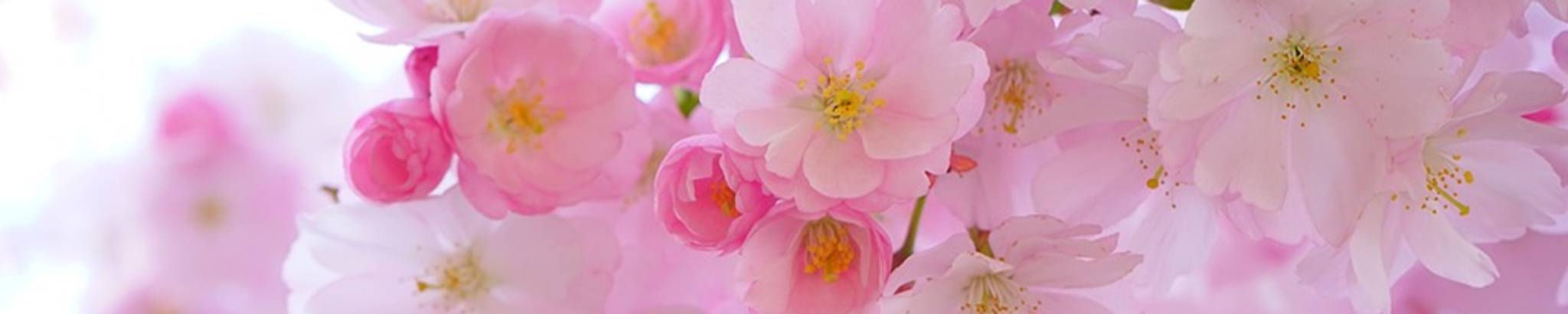 Cover photo for Ann Mason Jones's Obituary