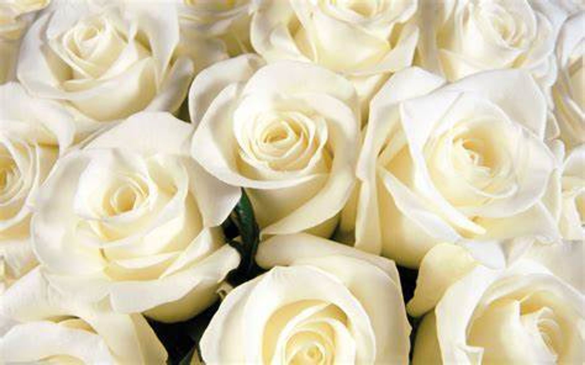 Cover for Ms. Tawanda Willis's Obituary