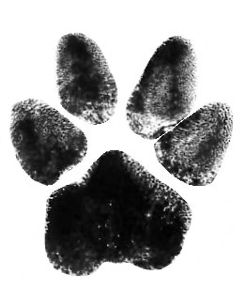 Tazz Brown Profile Photo