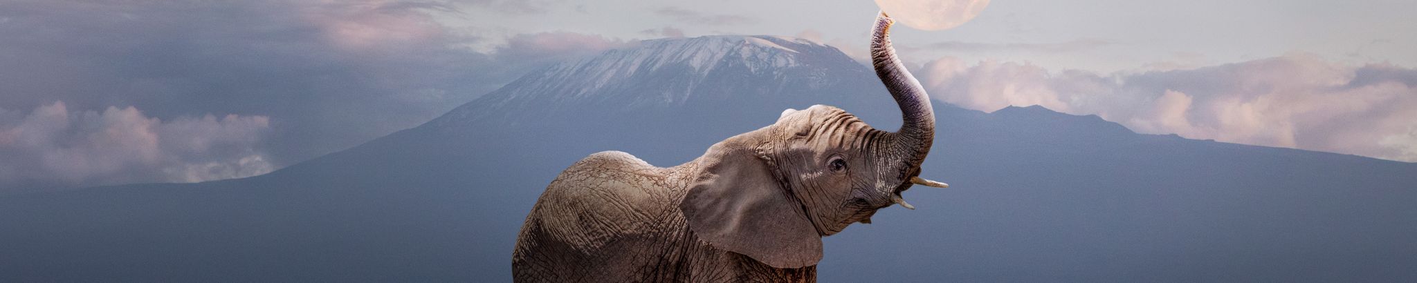 Cover for Sandra Lee McNeeley's Obituary