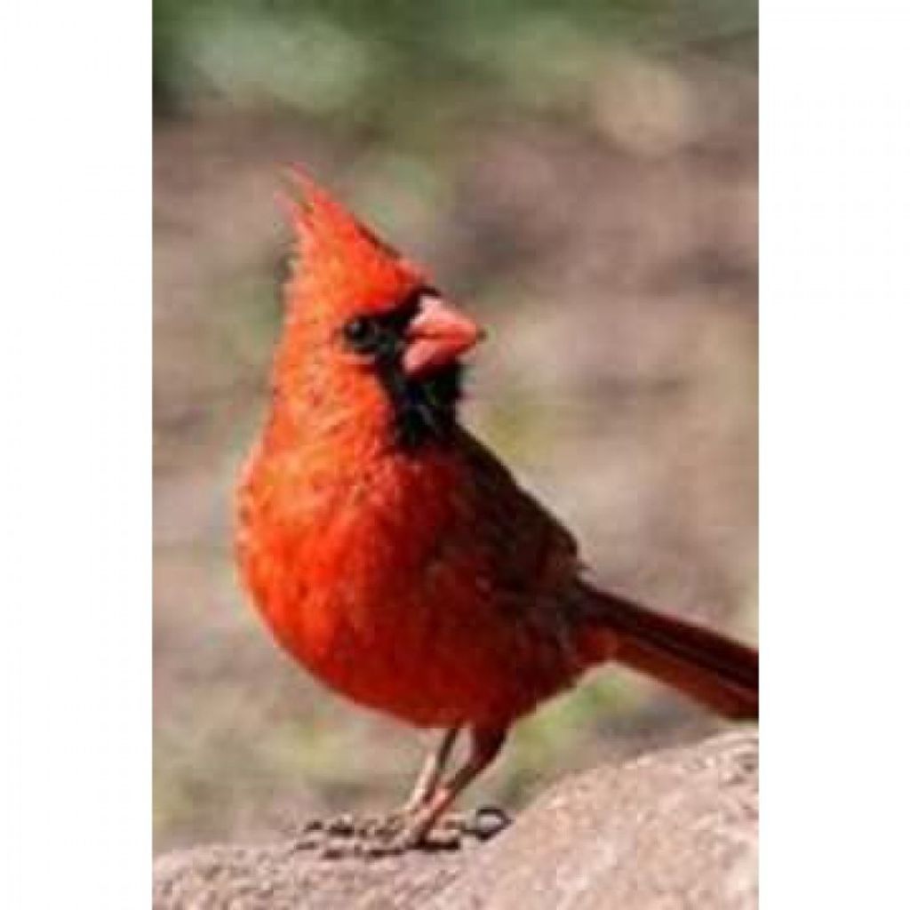 Jeffrey Lewis Loy Profile Photo