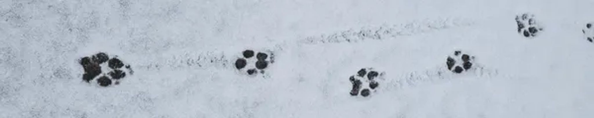 Cover for Sumac's Obituary