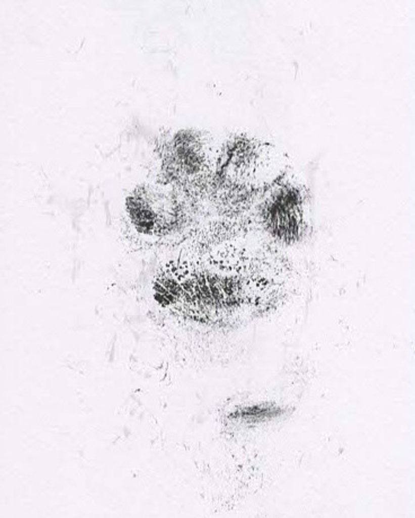 JoJo Barnard Profile Photo