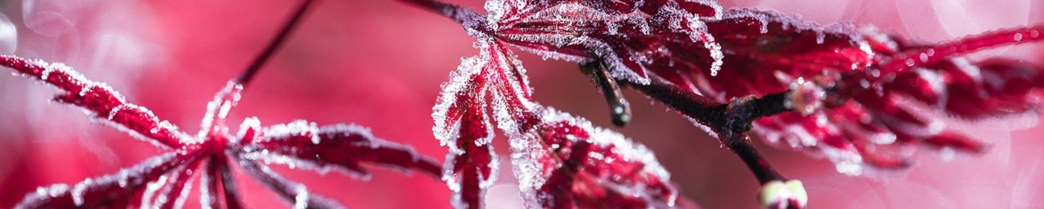 Cover for Mildred Perkins's Obituary