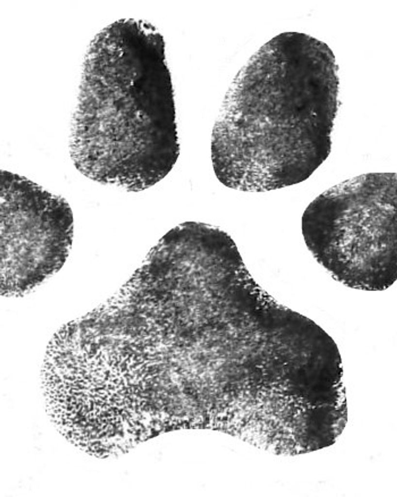 Cooper Greene Profile Photo