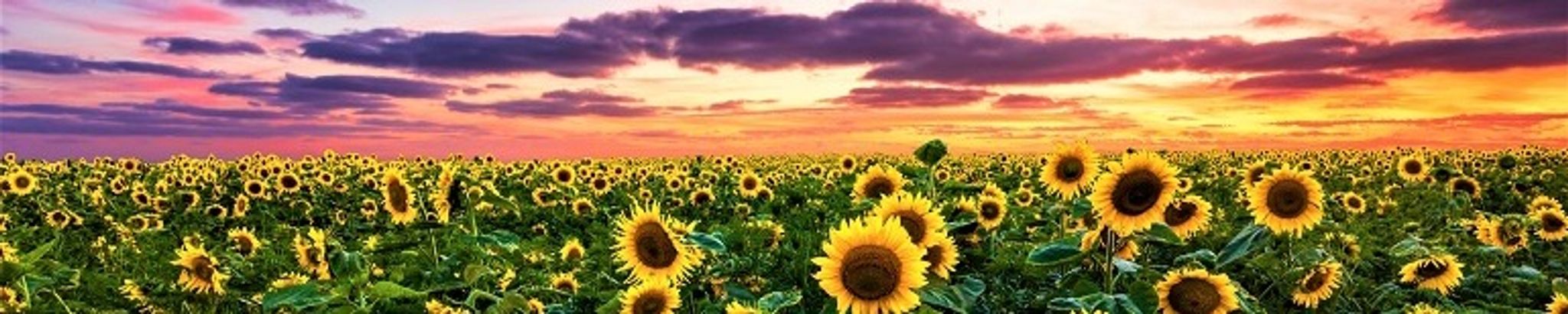 Cover photo for Betty Ann Armijo's Obituary