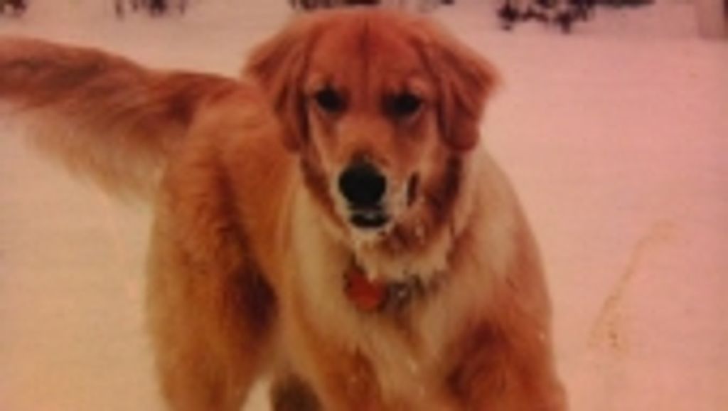 Saydee Kosturik Profile Photo