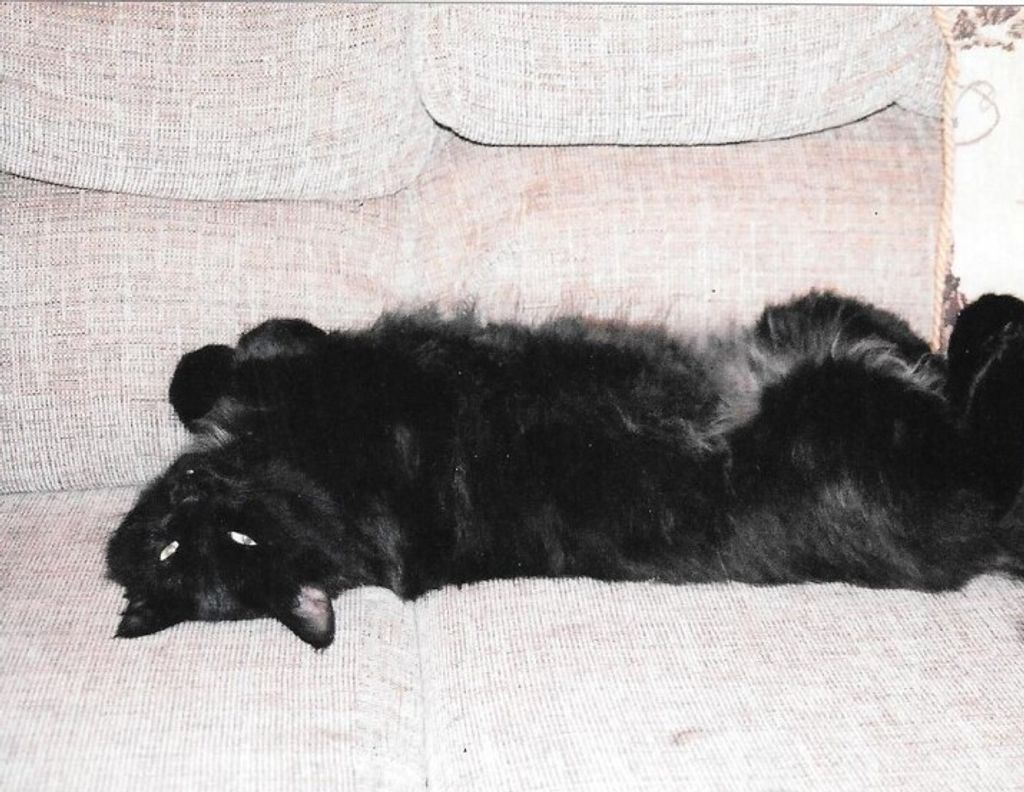 Pookie Bear Brickey-Bond