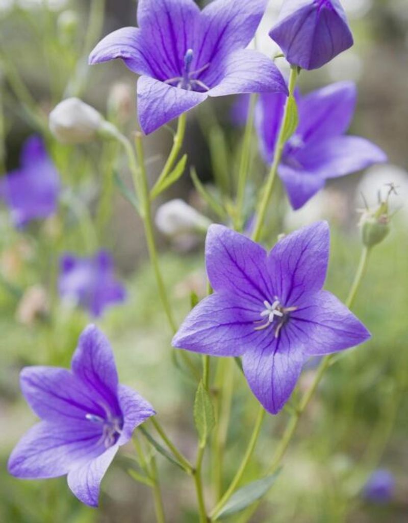 Mary Kay (Anderson)  Vantassell Profile Photo