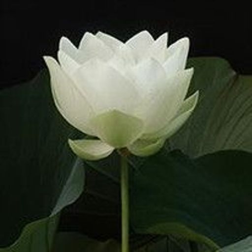 Sidney Lee Samson Profile Photo