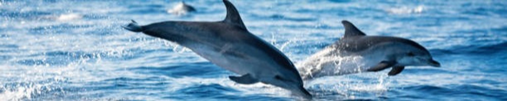 Cover for Mary Jane Swisher's Obituary