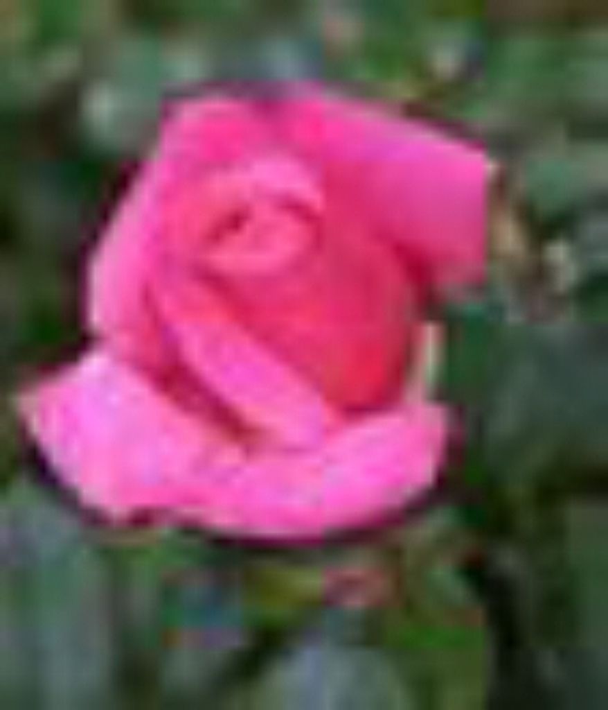 Donna Cobb