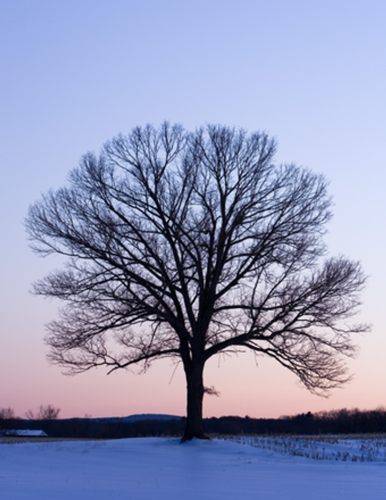 Joseph Salomon Profile Photo